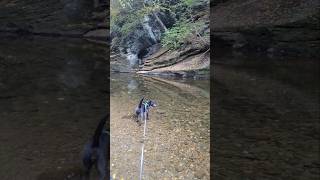 Wading in BUSHKILL CREEK Henrys Woods scenicpennsylvania dog hiking natureadventurediscovery [upl. by Joiner]