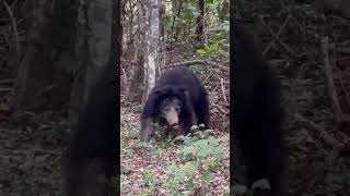 Wilpattu National Park Safari Srilanka [upl. by Llehcear]