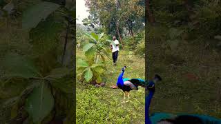 Beautiful peacock catching 🦚youtube viralvideo shortsfeed birds trendingshorts shortvideo yt [upl. by Lali160]