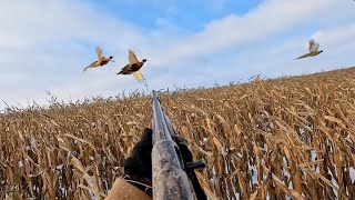 Pheasant Hunting With My Dog For The First Time [upl. by Alec]