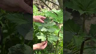 Giant hogweed Heracles mantegazzianum DO NOT TOUCH foraging garden forager gardening [upl. by Chloe]