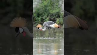 The grey crowned crane Balearica regulorum [upl. by Gallard]