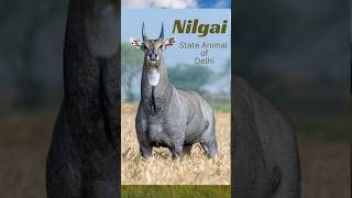 Nilgai  stateanimal nilgai delhi wildlife wildlifeconservation youtubeshorts [upl. by Nnyroc]