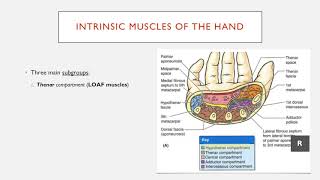 Summary of the Intrinsic Muscles of the Hand [upl. by Elleb]