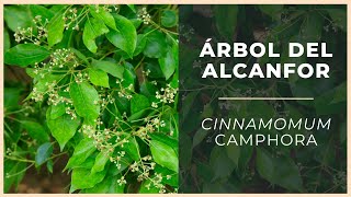 Cómo usar el ALCANFORERO o ÁRBOL DEL ALCANFOR 🌳 y propiedades  Plantas de interés A [upl. by Nunnery]