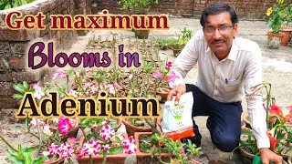 How to get Maximum Blooms in Adeniums [upl. by Anatol162]