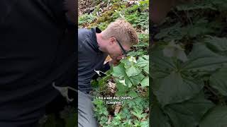 Trillium Plants [upl. by Freed]