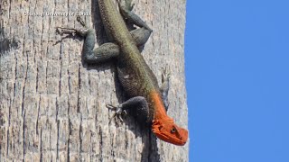 Unusual redheaded reptile spreading across South Florida [upl. by Noma398]