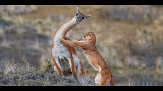 Mountain Lion Cougar Facts  Amazing Facts About Cougar That Will Surprise You Puma Documentary [upl. by Wohlen]