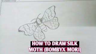 how to draw silk moth bombyx mori [upl. by Luing]