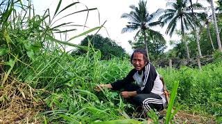 Mulato Ⅱ Grass bound to Davao  Grazing resistant grass [upl. by Evol]