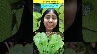 Difference Between Bryophytes And Pteridophytes  Key Points  Biology  Class 11  Adhyayanta [upl. by Ybur]