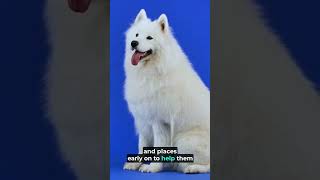 Discover the Joy of Samoyeds The Ultimate Fluffy Companion Part 2 [upl. by Michaeu]