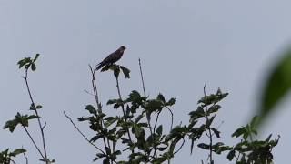 Greyfaced Buzzard Calling サシバ（野鳥）がトチノキの樹冠で鳴く♪ [upl. by Cliff]