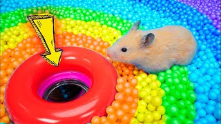 Hamster Escapes Prison Maze🛑Live Stream [upl. by Ahsikcin]