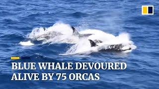 Blue whale devoured alive by 75 orcas off coast of Australia [upl. by Dona]