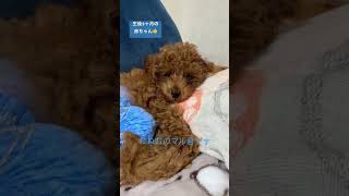 【おねむのマル君】犬のいる生活 ミニチュアプードル トイプードル 愛犬 toypoodle shorts [upl. by Akehsyt]