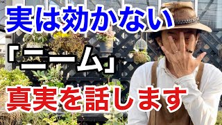 【知らなかった】天然虫除けニームの効果的な使い方教えます 【カーメン君】【ガーデニング】【園芸】【初心者】【SDGZ】 [upl. by Werdna]