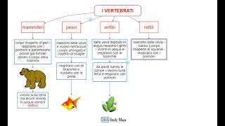 videomappa  scienze  11 gli animali i vertebrati [upl. by Annim]