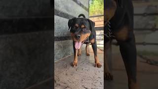 PITBULL VS ROTTWEILER VS GERMAN SHEPHERD pitbull americanbully dogbreeds rottweiler SKplayZzZ5 [upl. by Grimes]