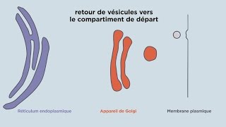 MOOC côté cours  Lappareil de Golgi le transport vésiculaire [upl. by Haneehs765]