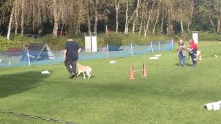 Rally Obedience Klasse 3 20102024 Marl Frentrop [upl. by Hopfinger]