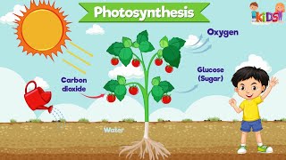 Photosynthesis for Kids  Animation video  Introduction to Photosynthesis for Children plant words [upl. by Dwayne763]