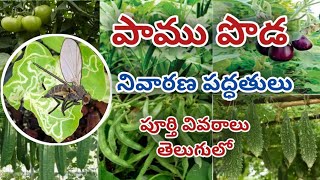 పాము పొడ leaf miner controlling methods full details in Telugu [upl. by Henrik218]