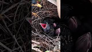 Common myna Baby Birds want to swallow mother [upl. by Gleich986]