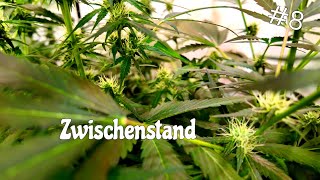 Zwischenkontrolle  From Seed to Harvest S02 F08 [upl. by Wiburg921]