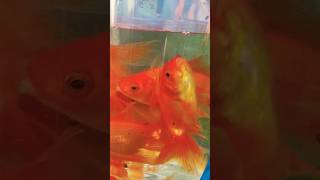 Galiff strit fish market Indian biggest Coloring fish marketshorts fish aquarium video [upl. by Emmalynne138]