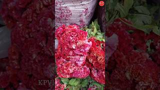 Celosia Flower 🌼  Imported Flower  Surat Flower Market [upl. by Adav]