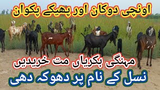 426Reality behind the prices of GoatsBakri ki qeemat Ka mayarBeetal Goats Pakistan [upl. by Eveneg]