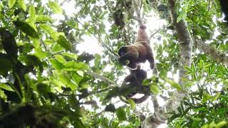 CHORONGO ROJIZO Lagothrix lagothricha poeppigii  POEPPIGS WOOLLY MONKEY  WildSumaco ECUADOR [upl. by Gorrono]