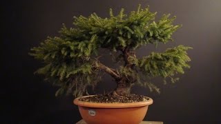 Picea abies Nidiformi [upl. by Nivra]