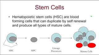 What You Need to Know about Haploidentical and Cord Blood Transplants [upl. by Babs]