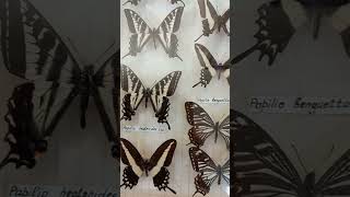 Unique Collection of Awesome Swallowtails Butterflies Papilionidae Lepidoptera from Tropics [upl. by Adnovoj]