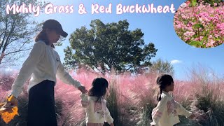 Muhly Grass amp RedFlowered Buckwheat At Expo Park [upl. by Nosreme]