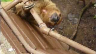 Sloth moving fairly fast at London Zoo [upl. by Noirda]