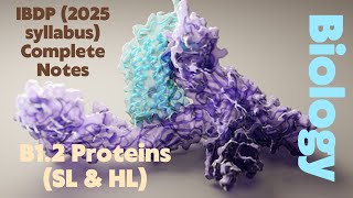 IBDP Biology B12 Proteins SL amp HL 2025 Syllabus Full Notes [upl. by Ecirtahs]