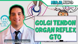 Neurology  Spinal Cord Golgi Tendon Organ Reflex GTO [upl. by Aitel]