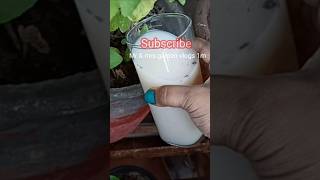 🔴 How to grow Tulsi Plant  Homemade fertilizer to grow Tulsi fast youtubeshorts [upl. by Haran]