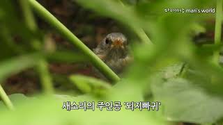 숲속의 명가수정체를 밝히다 되지빠귀Greybacked Thrush [upl. by Sirref]