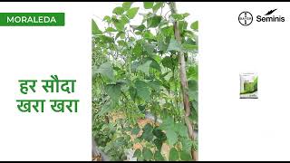 Bayer Seminis Moraleda । Beans Seed। Profitable For Farmers [upl. by Zenda]