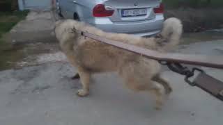 Baraba Balkan Master agry caucasian shepherd dog antunrezicslavonianmaster [upl. by Esimaj]