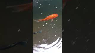 fish aquariumfishfish reels fishing aqurium rooftopgarden fishaquariumhome koi aquriamfish [upl. by Vonni]