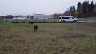 Greyhound and Ibizan Hound running [upl. by Inva178]