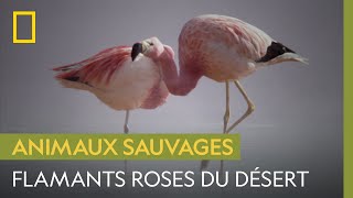 Comment les flamants roses fontils pour survivre dans le désert dAtacama [upl. by Marge571]