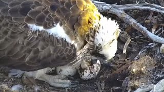 Osprey egg start hatching 🐣  PortLincoln Osprey  Oct 6 2024 [upl. by Elrae]