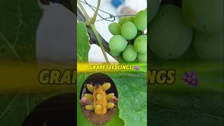 Grape seedling idea 🍇 আঙ্গুর থেকে গাছ সংগ্রহ ⁉️ shots gardening grape shots roofgardenseed [upl. by Bodkin855]